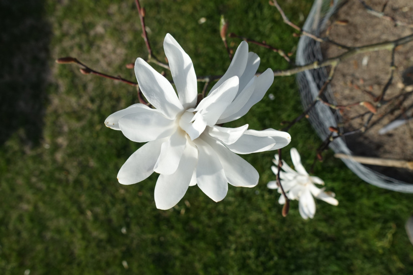 magnolia blooming